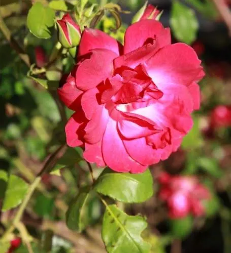 Amazing Apartment, With Pool, Close By Olhão