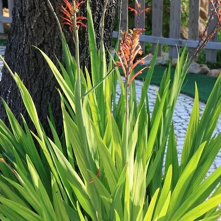 Amazing Apartment, With Pool, Close By *