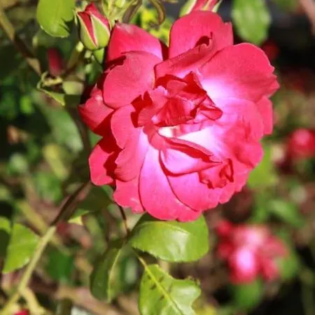 Amazing Apartment, With Pool, Close By Olhão